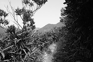 On the hiking path around Violet Hill, Tai Tam Country Park, 18 September 2016