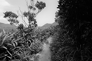 On the hiking path around Violet Hill, Tai Tam Country Park, 18 September 2016