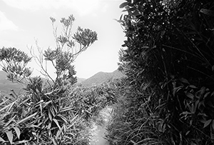 On the hiking path around Violet Hill, Tai Tam Country Park, 18 September 2016