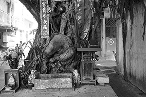 Tree, Cheung Chau, 25 September 2016