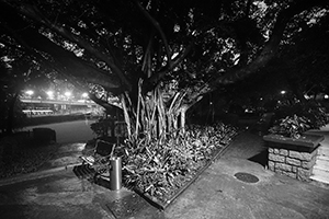 A tree in the grounds of the United Services Recreation Club, Gascoigne Road, Jordan, 7 September 2016