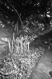 A tree in the grounds of the United Services Recreation Club, Gascoigne Road, Jordan, 7 September 2016