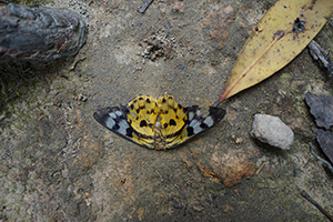 A dead moth, Pokfulam Country Park, 10 October 2016