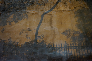 Shadows of trees on a wall, in an alleyway off Queens Road West, Sheung Wan, 16 November 2016