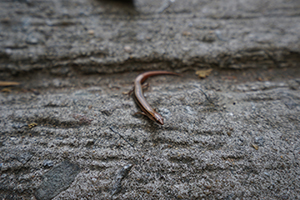 Lizard, Lamma Island, 8 January 2017