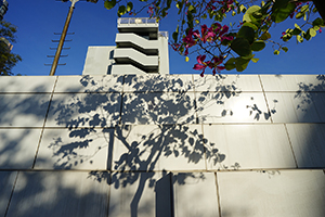 Shadow of a tree, near the Austin Road entrance to Kowloon Park, 2 January 2017