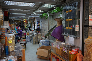 A deer inside a dried food shop, Ko Shing Street, Sheung Wan, 20 January 2017