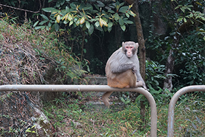 Macaque sitting on a railing,  Pineapple Dam nature trail, Shing Mun Country Park, 19 February 2017