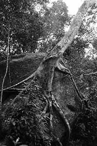 Tree growing on a rock, Tai Po Kau Nature Reserve, 19 February 2017