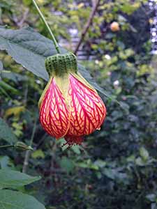 Flower, Central, 4 February 2017