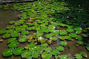 Lotuses in the lily pond, University of Hong Kong, Pokfulam, 3 April 2017