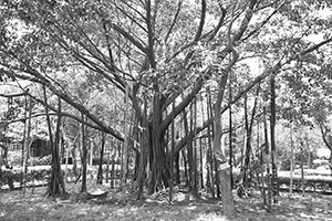 Tree with aerial roots, Victoria Park, Causeway Bay, 30 May 2017