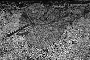 Leaf on the ground in rainy weather, Pokfulam, Hong Kong Island, 4 September 2017