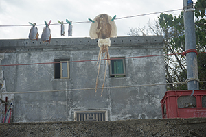 Curing seafood outside a dwelling, Tung Ping Chau, Mirs Bay, 26 November 2017