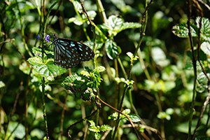 Butterfly in Hong Kong Wetland Park, Tin Shui Wai, 21 December 2017