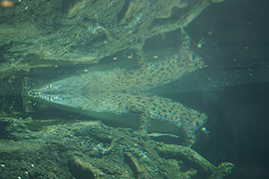 Pui Pui (crocodile), Hong Kong Wetland Park, Tin Shui Wai, 21 December 2017