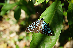 Butterfly in the Aberdeen Country Park, Hong Kong Island, 27 December 2017