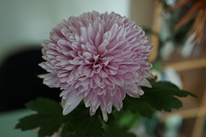 Flower in a domestic interior, Sheung Wan, 4 February 2019