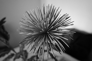 Flower in a domestic interior, Sheung Wan, 6 February 2019