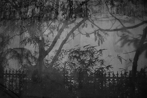 Nighttime shadows of trees and plants on a wall, Sheung Wan, 11 February 2019