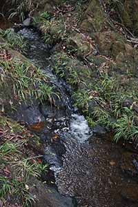 Stream, Pat Sin Leng Country Park, 24 February 2019