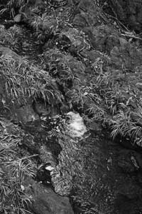 Stream, Pat Sin Leng Country Park, 24 February 2019