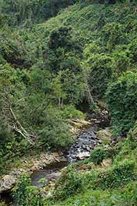 Stream, Pat Sin Leng Country Park, 24 February 2019