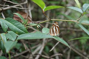 Butterfly, Pat Sin Leng Country Park, 24 February 2019