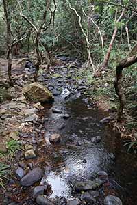 Stream, Pat Sin Leng Country Park, 24 February 2019