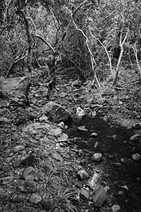 Stream, Pat Sin Leng Country Park, 24 February 2019