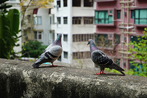 Pigeons on a wall in the grounds of Jamia Mosque, Shelley Street, Central, 3 March 2019