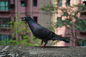 Pigeon on a wall in the grounds of Jamia Mosque, Shelley Street, Central, 3 March 2019