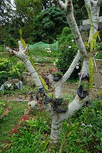 The community garden in Tai Peng, Lamma Island, 24 March 2019