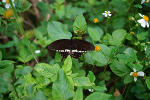 Common Mormon Swallowtail butterfly, Lamma Island, 24 March 2019