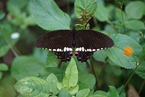 Common Mormon Swallowtail butterfly, Lamma Island, 24 March 2019