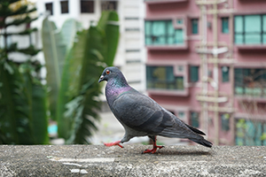 Pigeon on a wall in the grounds of Jamia Mosque, Shelley Street, Central,  3 March 2019