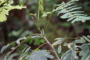 Insect, Lamma Island, 24 March 2019