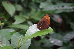 Large Faun butterfly, Lamma Island, 24 March 2019