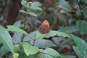 Large Faun butterfly, Lamma Island, 24 March 2019