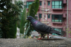 Pigeon on a wall in the grounds of Jamia Mosque, Shelley Street, Central, 3 March 2019