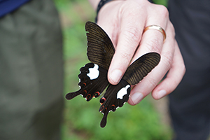 Butterfly seen on an 'Expert Guided Butterfly Walk' organized by the Hong Kong Natural History Society, Lamma Island, 24 March 2019