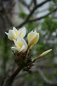 Flower, Lamma Island, 24 March 2019