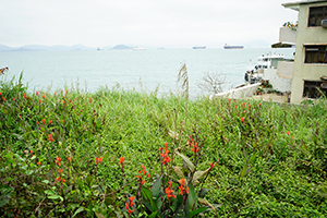Flowers, Lamma Island, 24 March 2019