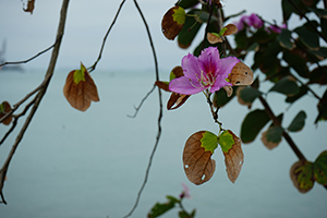 Flower, Lamma Island, 24 March 2019