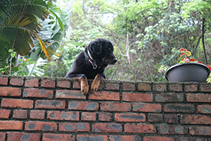 Dog, Lamma Island, 24 March 2019