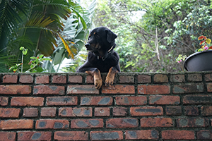 Dog, Lamma Island, 24 March 2019