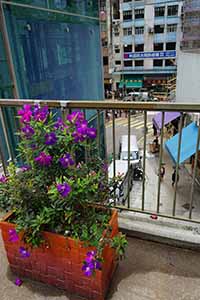 Flowers, Lower Lascar Row, Sheung Wan, 5 March 2019