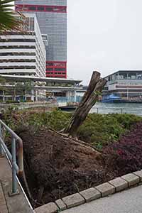 Near the Shun Tak Centre, Rumsey Street, Sheung Wan, 9 March 2019
