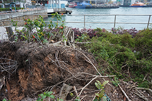Uprooted tree near the waterfront, Rumsey Street, Sheung Wan, 9 March 2019