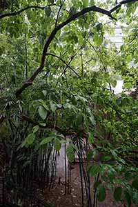 Trees, Sheung Wan, 7 May 2019